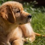 A Golden Retriever puppy laying in the grass as they stare at the sun.