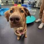 A brown dog staring into the camera with agility equipment in the background