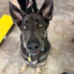 Shepherd mix staring at the camera