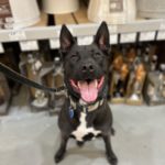 A black dog smiling while holding a sit in a store.