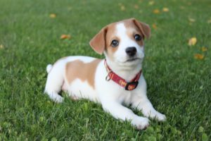 A tan and white puppy holding a down in a field of grass