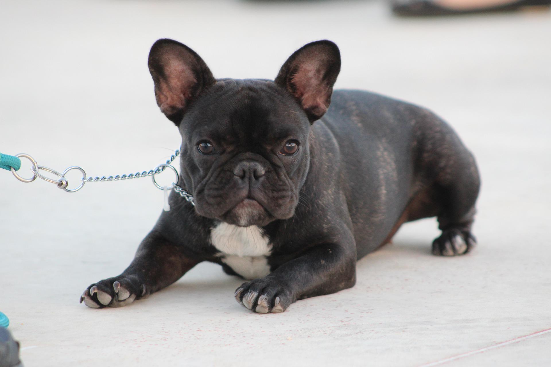 dog-obedience-class-kannapolis-nc-stonepaw