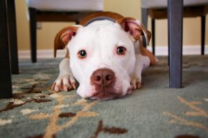 A white and tan dog laying down under a table.