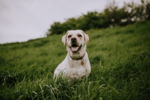 A white labrador panting in a field of grass.