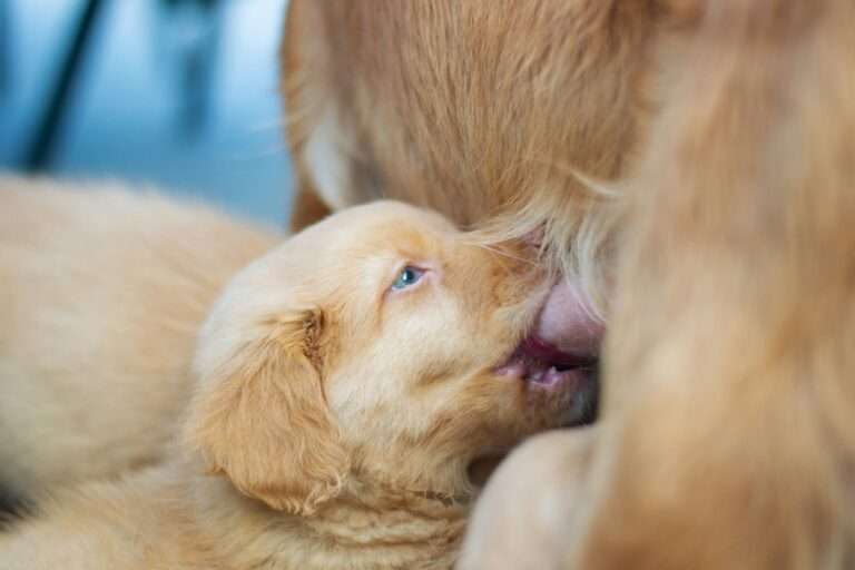 A yellow dog whelping