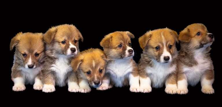 Brown and white puppies with a black backdrop