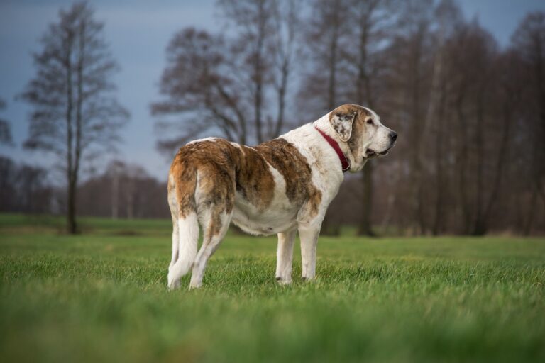 big dog in the grass