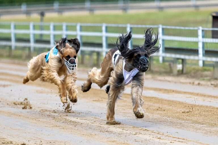 dog racing, greyhounds, dog-4264140.jpg