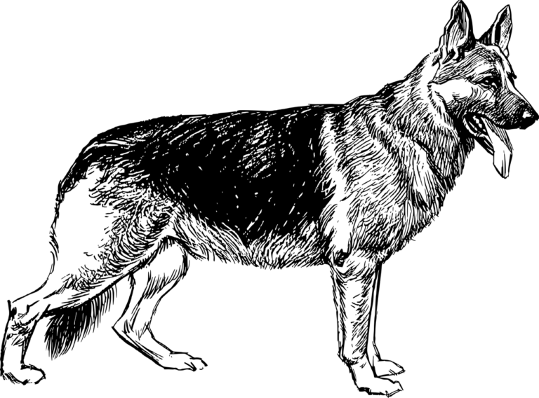 german shepherd, dog